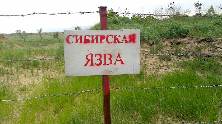 Скотомогильники Тюменской области проверят на сибирскую язву перед ликвидацией