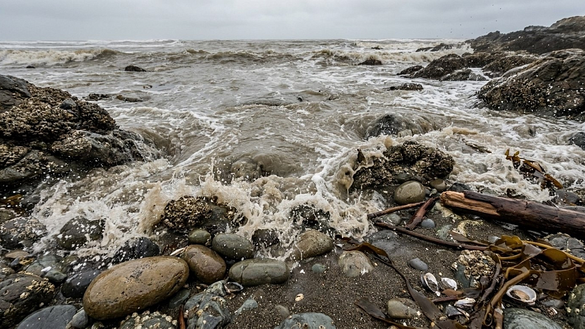 Российские ученые разработали индикатор мазутного загрязнения на основе водорослей