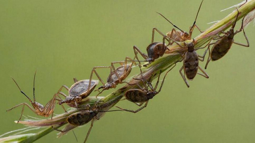 В Тюмени обработали от клещей девять зелёных зон 