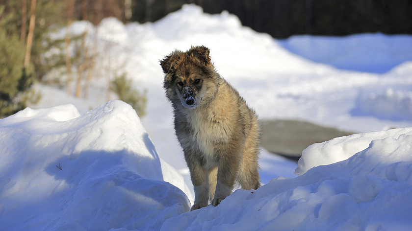 Мужчина бросил собаку во одном из дворов Тюмени