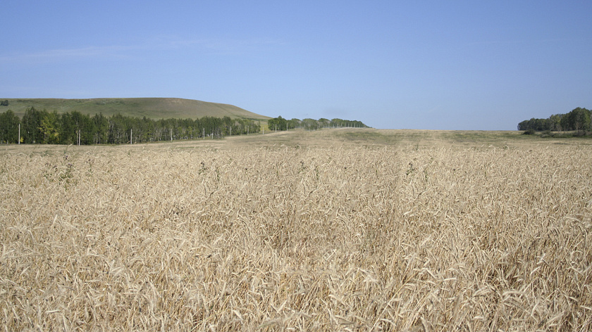 Аграрии Тюменской области могут получить двойную субсидию за картофель