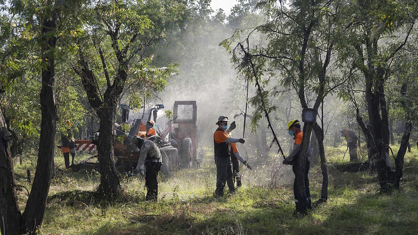 Более 11 тысяч гектаров леса обработают от шелкопряда в Абатском лесничестве 