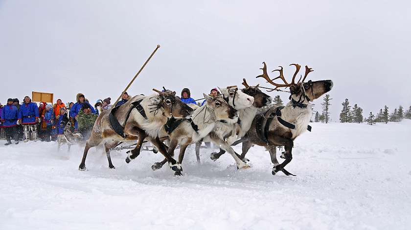 День оленевода в Ноябрьске: как меняются традиции